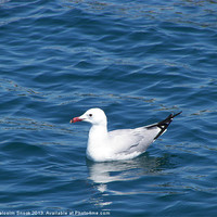 Buy canvas prints of Seagull on the water by Malcolm Snook