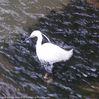 Buy canvas prints of Little Egret in fast river by Malcolm Snook