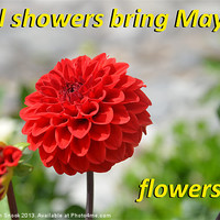 Buy canvas prints of April Showers Bring May Flowers by Malcolm Snook