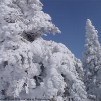 Buy canvas prints of Snow Plastered Conifers by Malcolm Snook