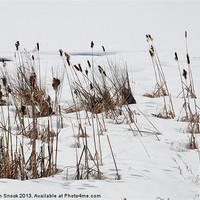 Buy canvas prints of Bulrushes In The Snow by Malcolm Snook