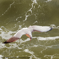 Buy canvas prints of Gliding Seagull by Malcolm Snook