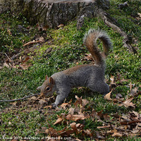 Buy canvas prints of Squirrel On The Forest Floor by Malcolm Snook