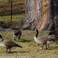 Buy canvas prints of Wild Canada Geese by Malcolm Snook