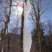 Buy canvas prints of Wind And Snow Sculpted Tree by Malcolm Snook