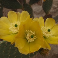 Buy canvas prints of Yellow Cactus Flowers by Malcolm Snook