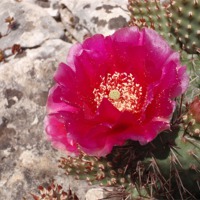 Buy canvas prints of Pink Cactus Flower by Malcolm Snook
