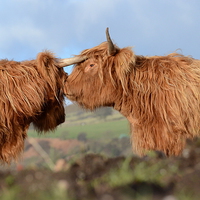 Buy canvas prints of  Highland Cattle by Malcolm Snook