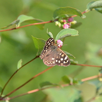 Buy canvas prints of  Speckled Wood Butterfly by Malcolm Snook