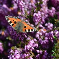 Buy canvas prints of Small Tortoiseshell Butterfly by Malcolm Snook