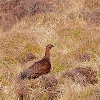 Buy canvas prints of Red Grouse                             by Malcolm Snook