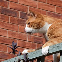 Buy canvas prints of Cat On A Fence                                 by Malcolm Snook
