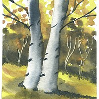Buy canvas prints of Silver Birch Forest by Malcolm Snook
