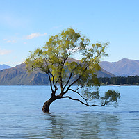 Buy canvas prints of The Lonely Tree Lake Wanaka by Malcolm Snook