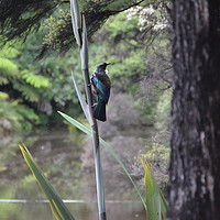 Buy canvas prints of New Zealand Tui                                    by Malcolm Snook
