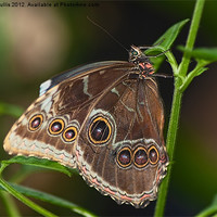 Buy canvas prints of Blue Morpho Butterfly, (Morpho Peleides) by Keith Cullis