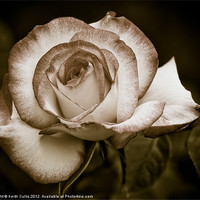 Buy canvas prints of Antique Rose by Keith Cullis