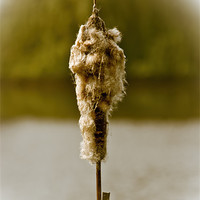 Buy canvas prints of Bulrush by Keith Cullis