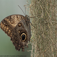 Buy canvas prints of Owl Butterfly (Caligo memnon) by Keith Cullis