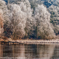 Buy canvas prints of Silver Trees by Keith Cullis