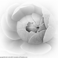 Buy canvas prints of Spiral in White by Keith Cullis