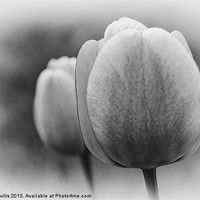 Buy canvas prints of Tulips by Keith Cullis