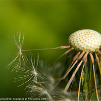 Buy canvas prints of Spore 2 by Keith Cullis
