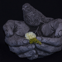 Buy canvas prints of  Bird In The Hand by Keith Cullis