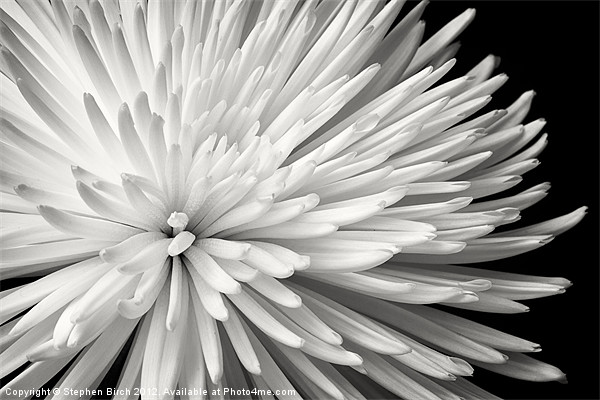 Chrysanthemum Picture Board by Stephen Birch