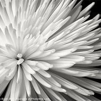 Buy canvas prints of Chrysanthemum by Stephen Birch