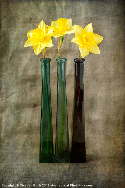 Daffodils Picture Board by Stephen Birch