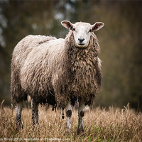 Buy canvas prints of Sheep by Stephen Birch