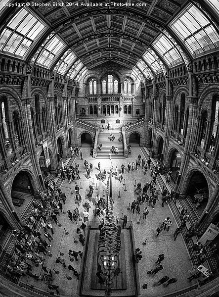 Natural History Museum, London Picture Board by Stephen Birch