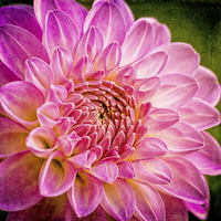 Buy canvas prints of  Pink Dahlia by Stephen Birch
