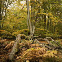Buy canvas prints of  Autumn Colours by Stephen Birch