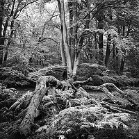 Buy canvas prints of Epping Forest by Stephen Birch
