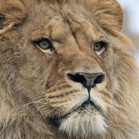 Buy canvas prints of portrait of a lion by Martyn Bennett