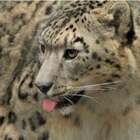 Buy canvas prints of snow leopard with tougne out by Martyn Bennett
