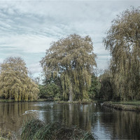Buy canvas prints of willows hdr by Martyn Bennett