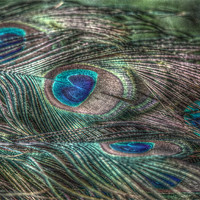Buy canvas prints of hdr peacock feathers by Martyn Bennett