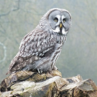 Buy canvas prints of great grey owl by Martyn Bennett