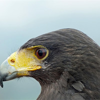 Buy canvas prints of harris hawk portrait by Martyn Bennett