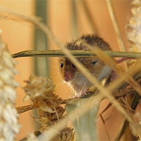 Buy canvas prints of harvest mouse by Martyn Bennett