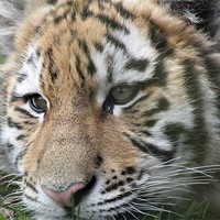 Buy canvas prints of tiger cub by Martyn Bennett