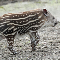 Buy canvas prints of baby tapir by Martyn Bennett