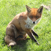 Buy canvas prints of cute fox by Martyn Bennett