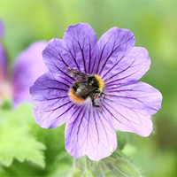 Buy canvas prints of bee on a flower by Martyn Bennett