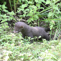 Buy canvas prints of young wild mink by Martyn Bennett