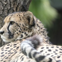 Buy canvas prints of cheetah resting by Martyn Bennett