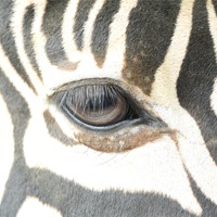 Buy canvas prints of zebra eye by Martyn Bennett